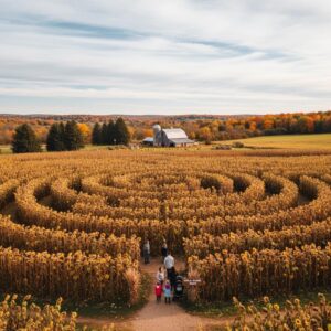 From Field to Flask: A Visit to Perlick Distillery & Sunflower Maze